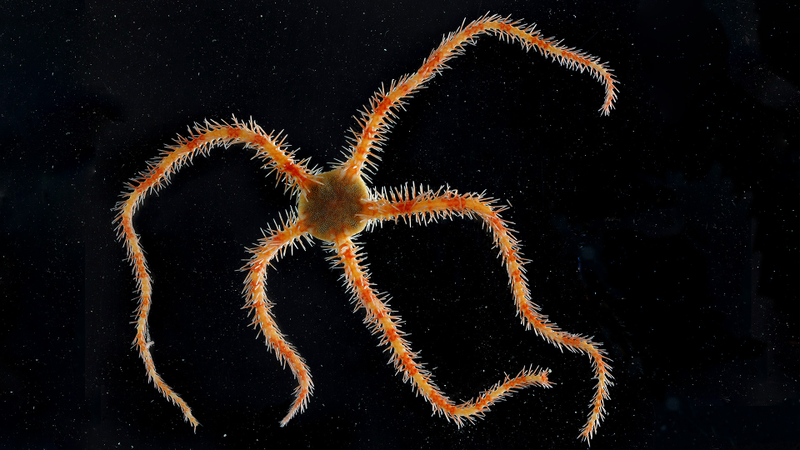 Antarctic Brittle Star. (Image: BAS)